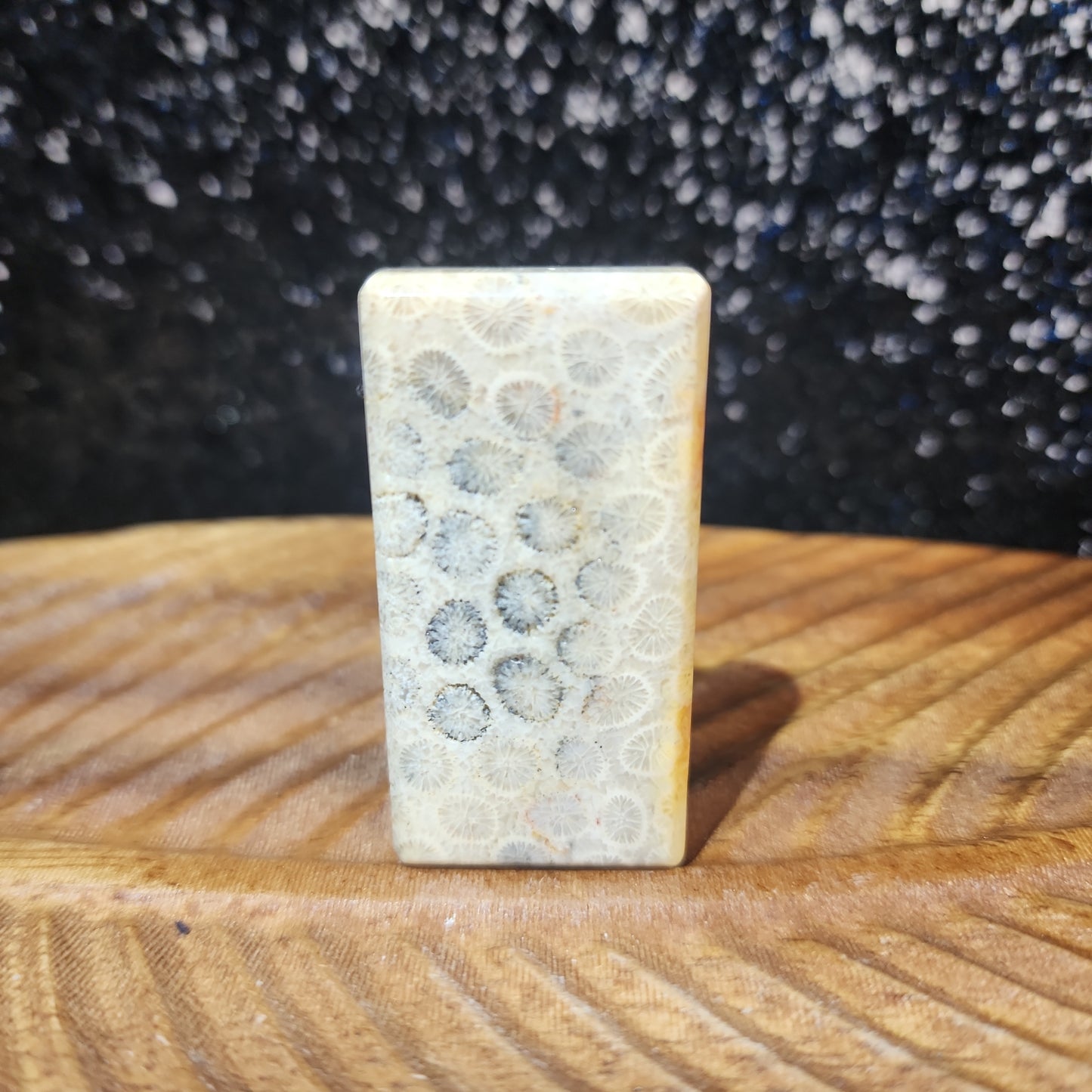 Fossilized Coral