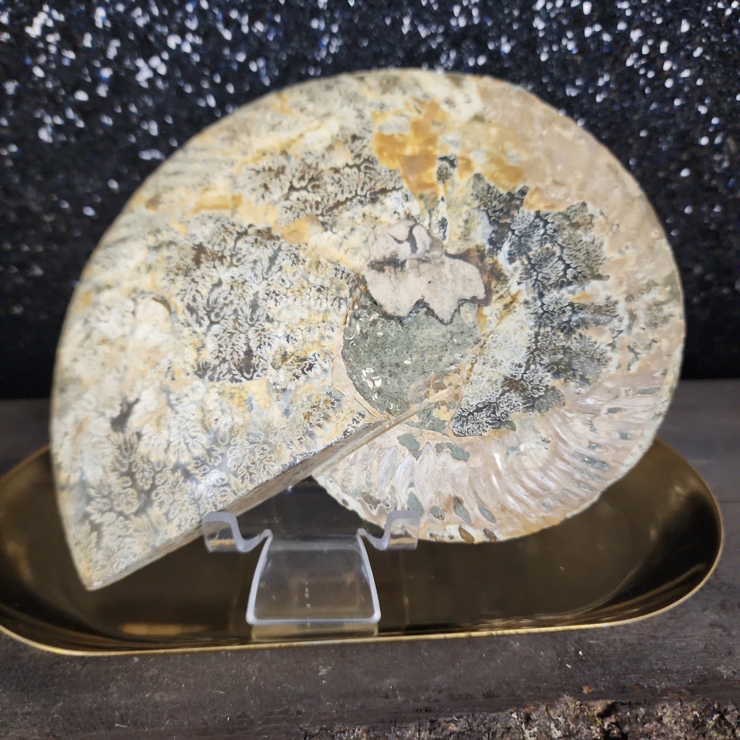 Ammonite Fossil - MagicBox Crystals