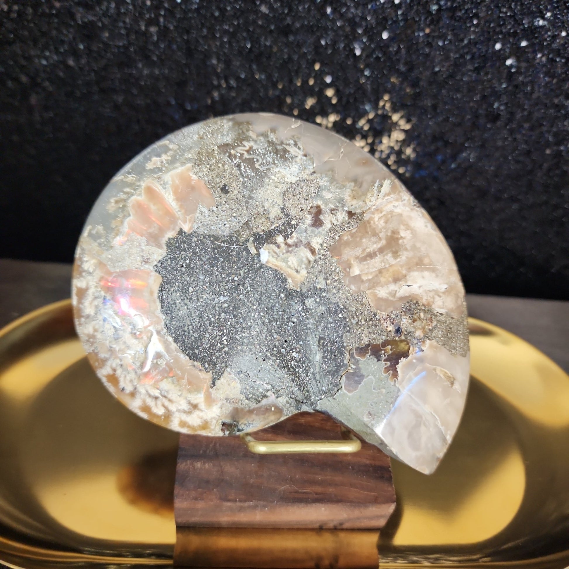 Ammonite Fossil - MagicBox Crystals