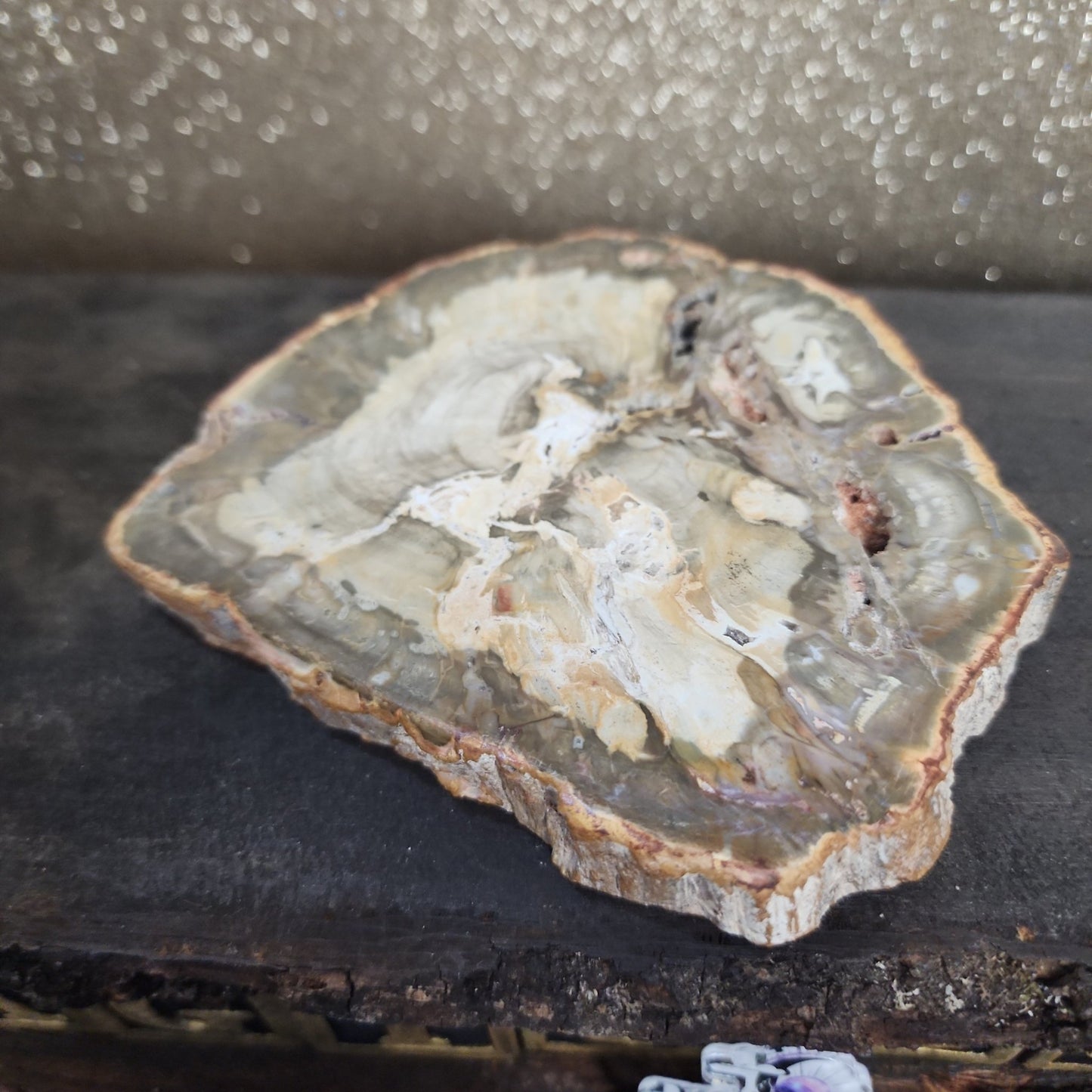 Petrified Wood - MagicBox Crystals