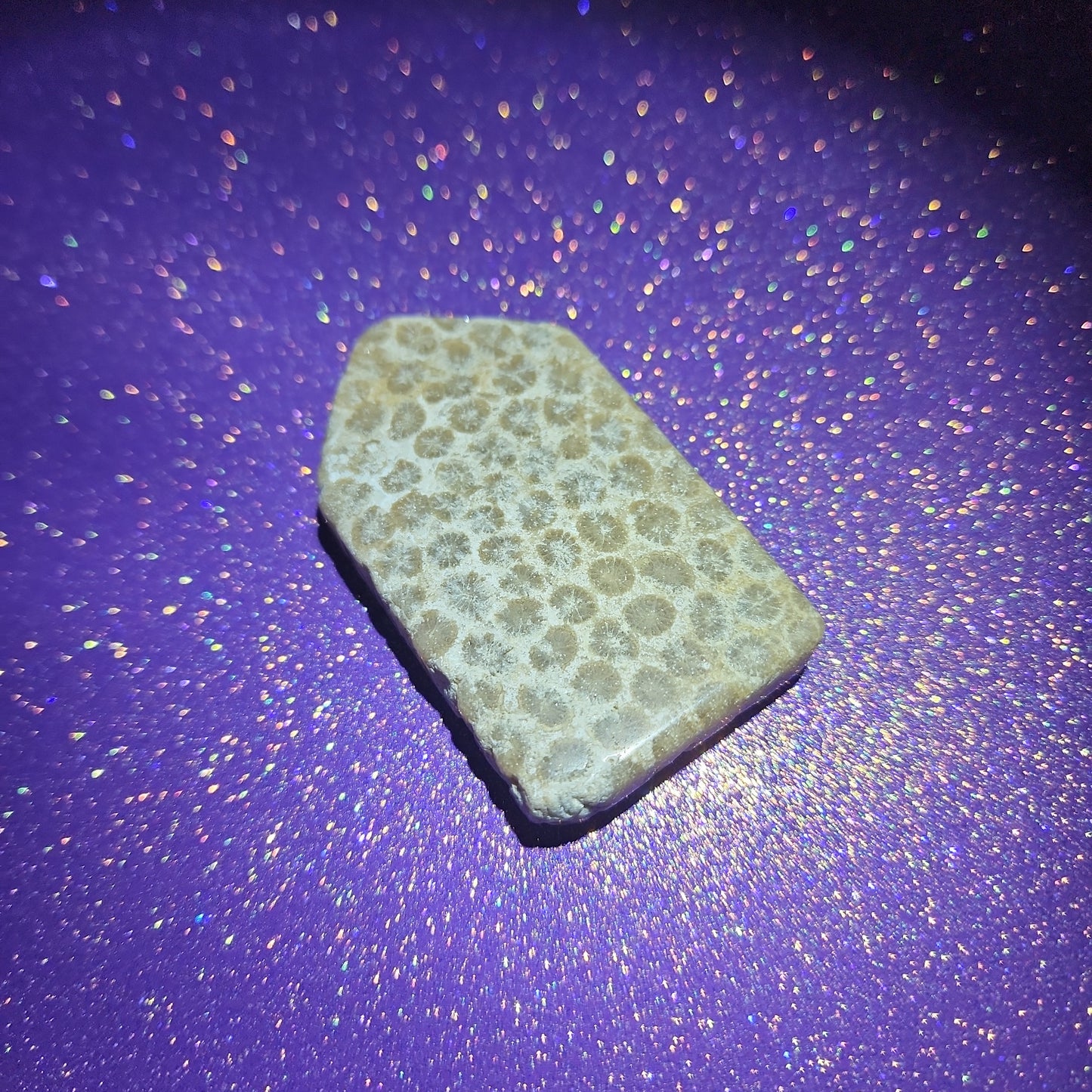 Fossilized Coral "Tombstone"