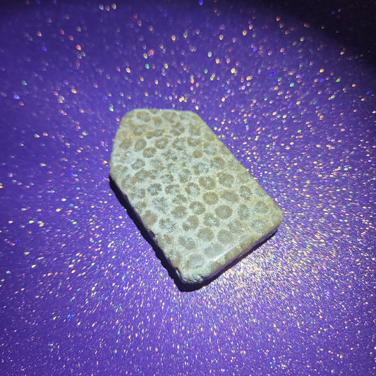 Fossilized Coral "Tombstone"