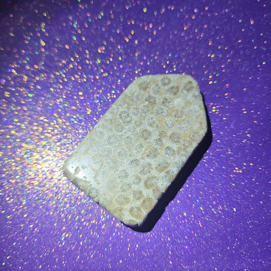 Fossilized Coral "Tombstone"