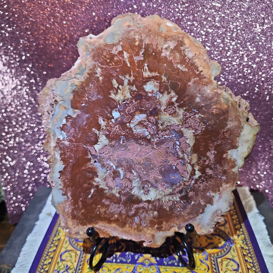 3.2lbs Petrified Wood Slab with stand