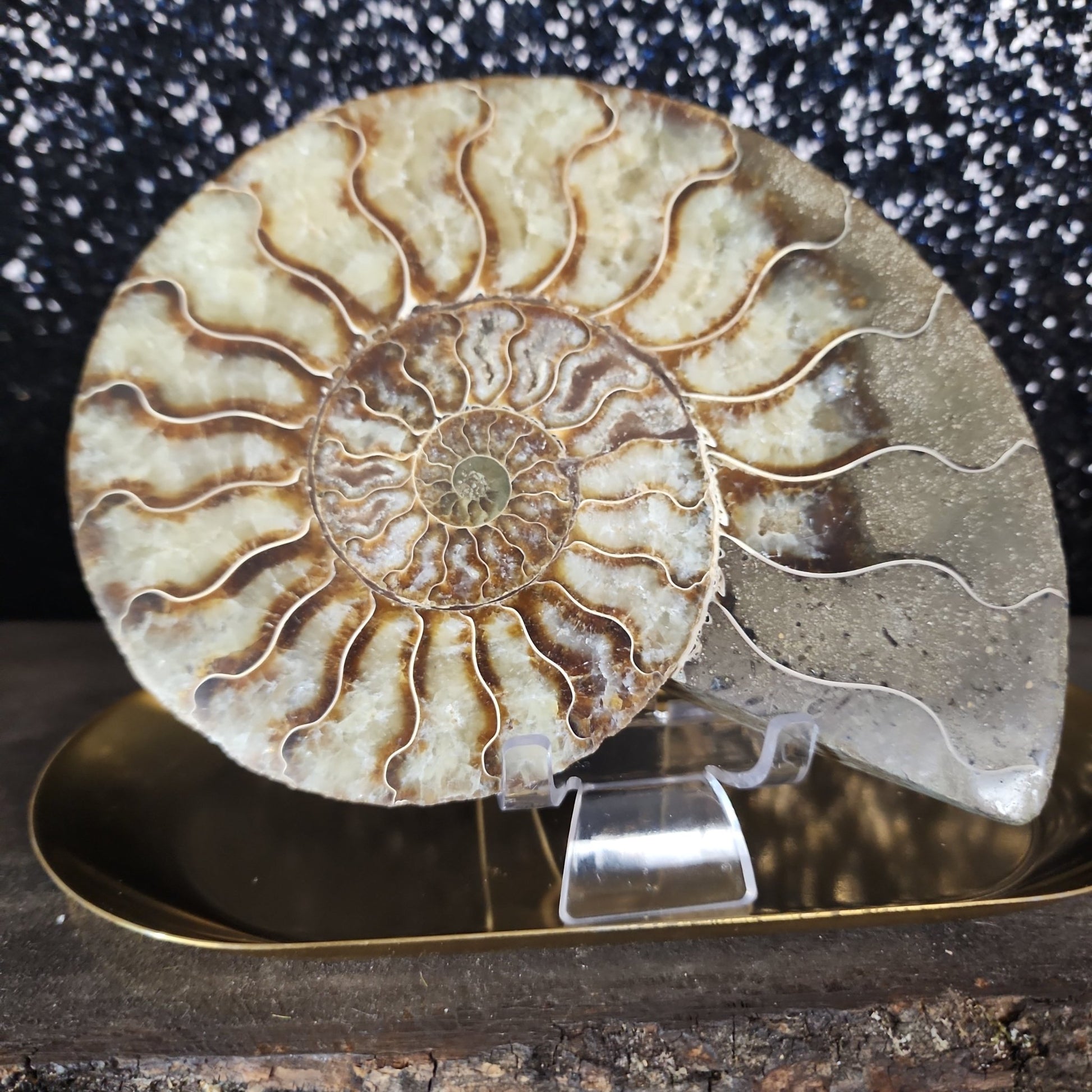 Ammonite Fossil - MagicBox Crystals