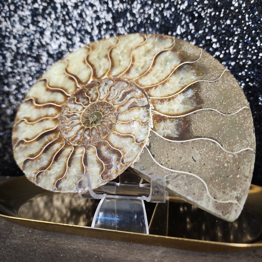 Ammonite Fossil - MagicBox Crystals