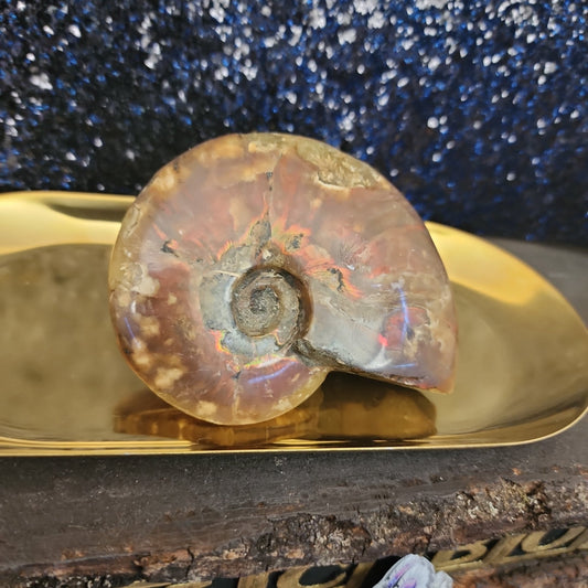 Ammonite Fossil - MagicBox Crystals