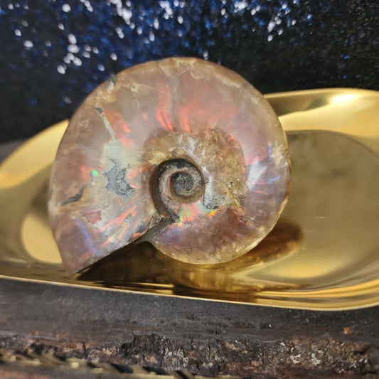 Ammonite Fossil - MagicBox Crystals