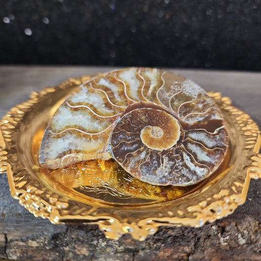 Ammonite Fossil - MagicBox Crystals