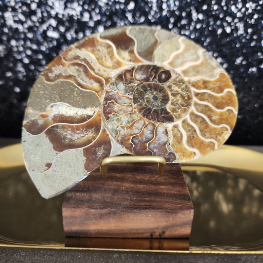 Ammonite Fossil - MagicBox Crystals