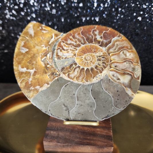 Ammonite Fossil - MagicBox Crystals