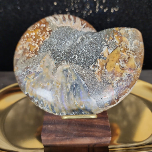 Ammonite Fossil - MagicBox Crystals