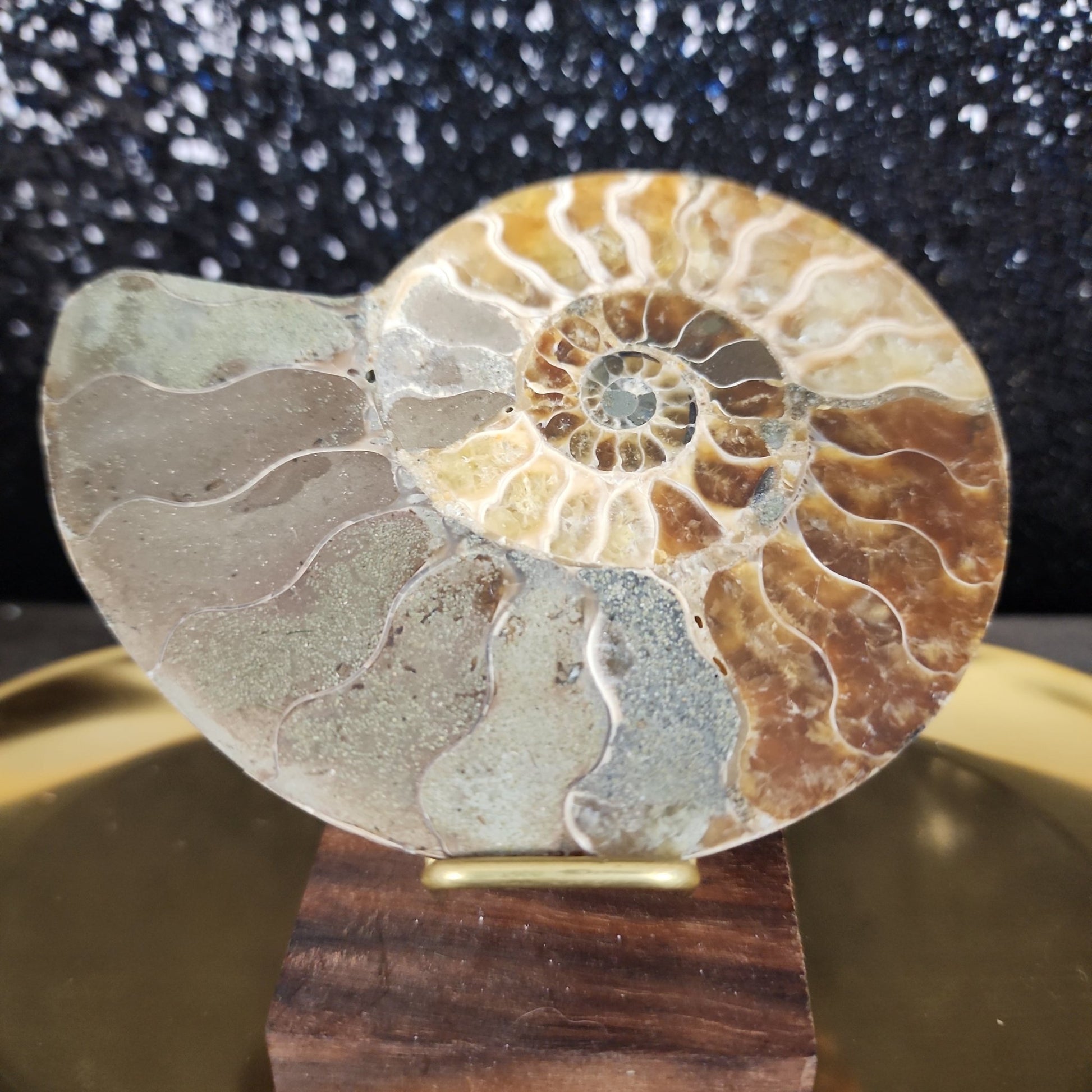 Ammonite Fossil - MagicBox Crystals