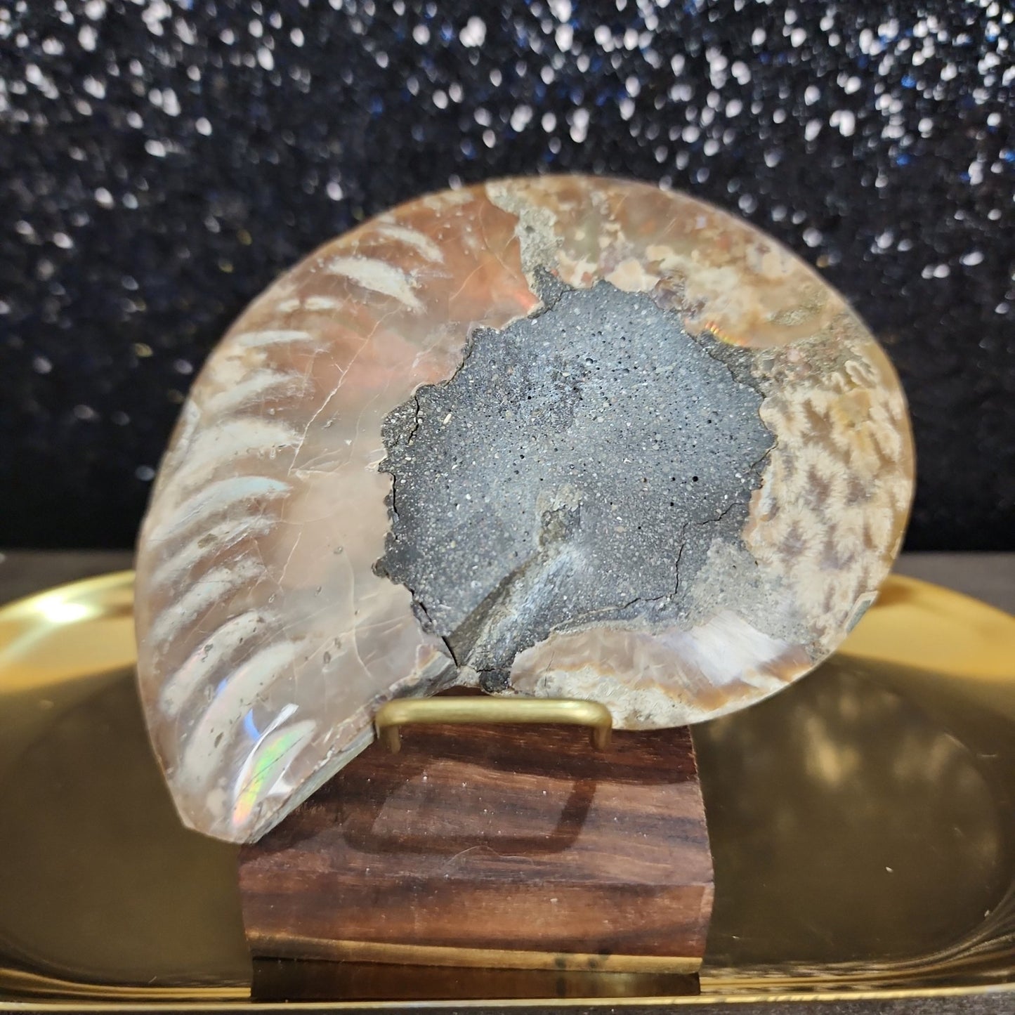 Ammonite Fossil - MagicBox Crystals