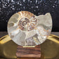 Ammonite Fossil - MagicBox Crystals