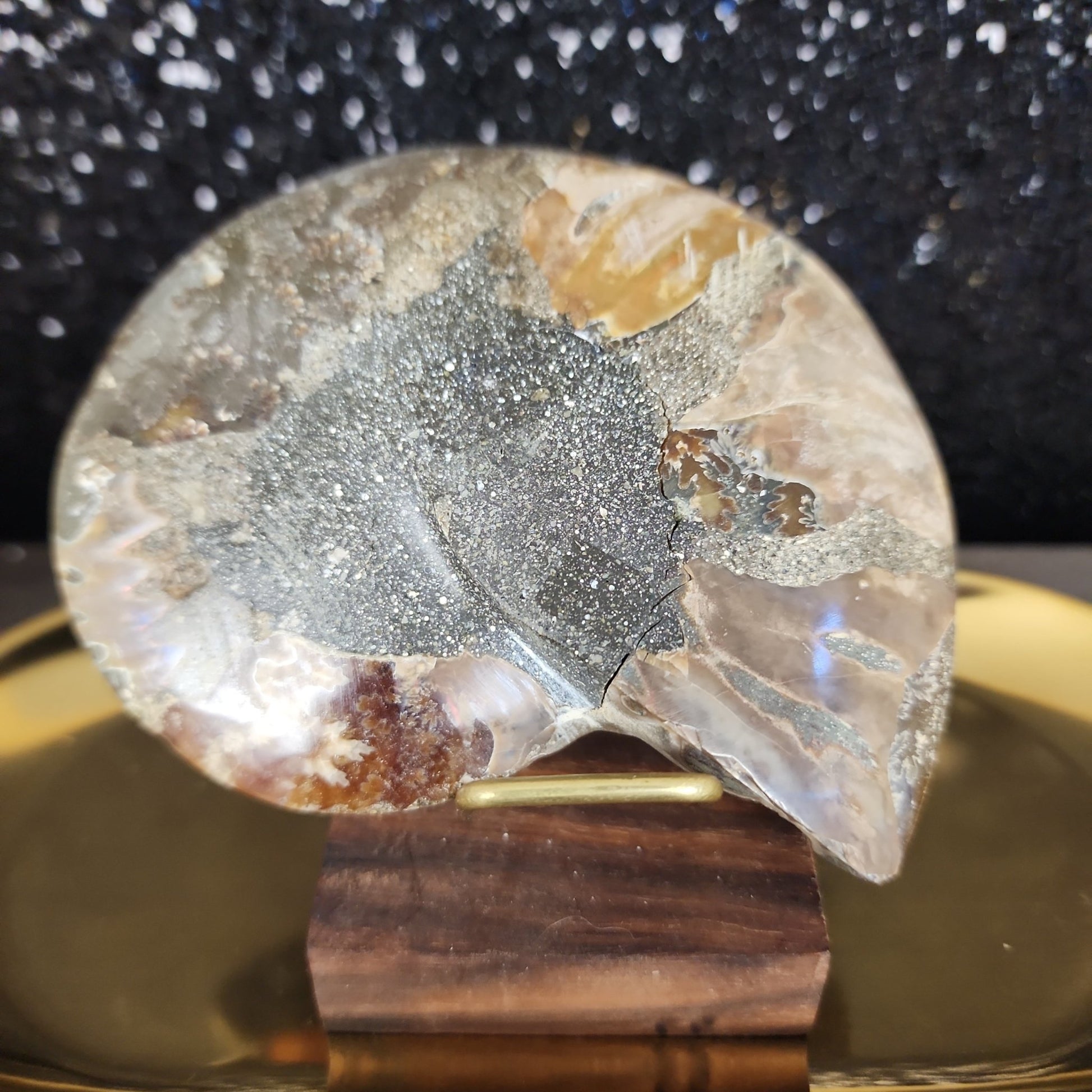 Ammonite Fossil - MagicBox Crystals