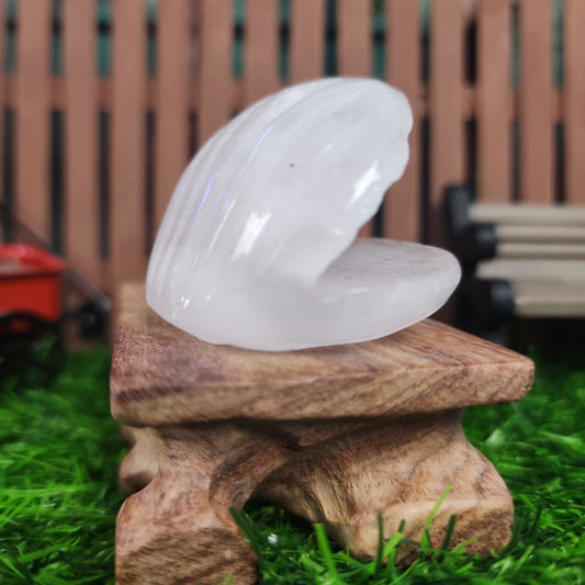 Clear Quartz Clam Shell - MagicBox Crystals