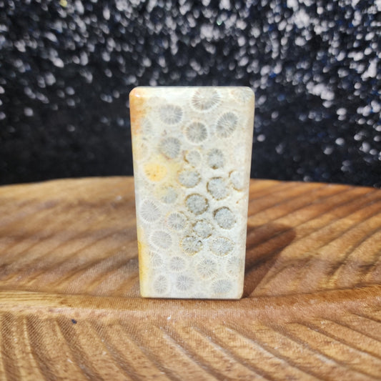 Fossilized Coral - MagicBox Crystals