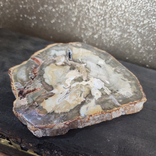 Petrified Wood - MagicBox Crystals